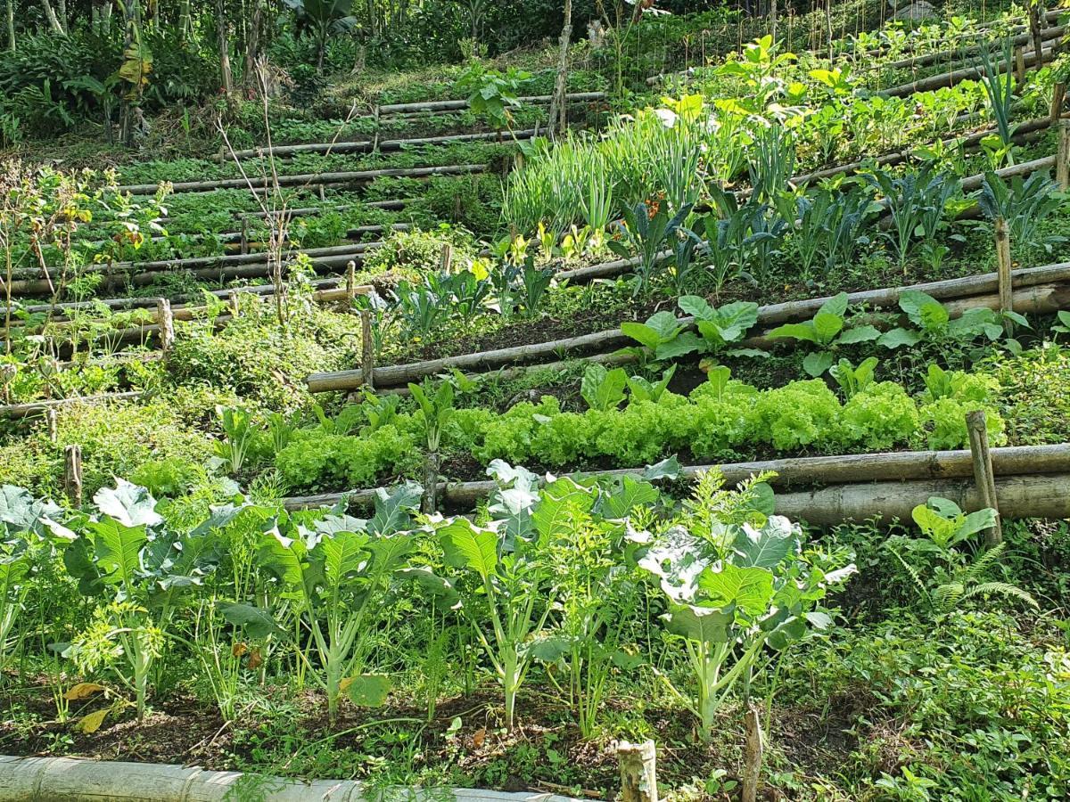 Ecofinca Fuente Alegre Cocorná Exterior foto